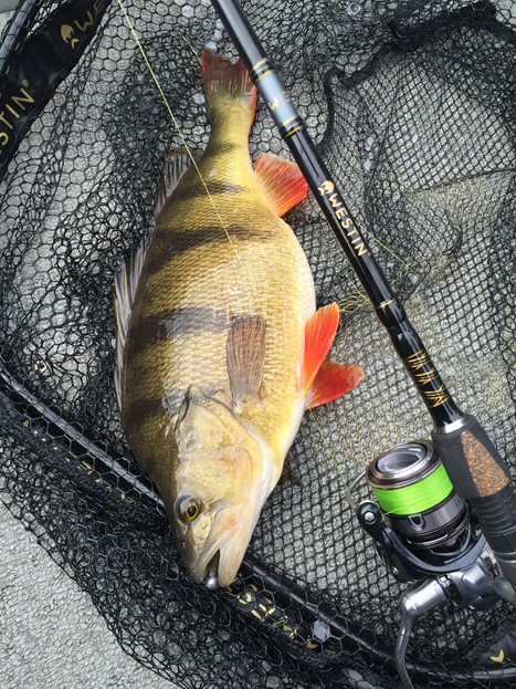 Perch Fishing with lures